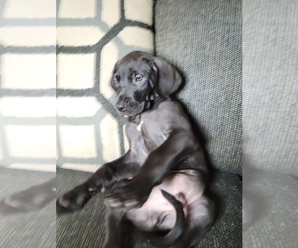 Medium Photo #6 Great Dane Puppy For Sale in SMYRNA, GA, USA
