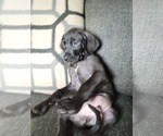 Small Photo #6 Great Dane Puppy For Sale in SMYRNA, GA, USA