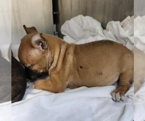 Mutt Dogs for adoption in San Antonio, TX, USA