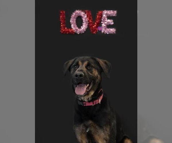 Medium Photo #8 Rottweiler-Unknown Mix Puppy For Sale in Vaughan, Ontario, Canada