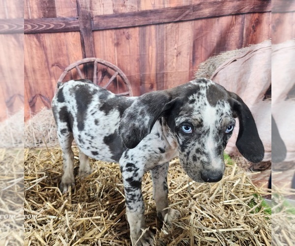 Medium Photo #20 Catahoula Leopard Dog Puppy For Sale in CUMBY, TX, USA
