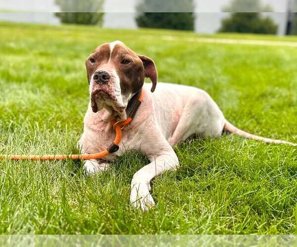 Medium Photo #2 Mutt Puppy For Sale in Crete, IL, USA