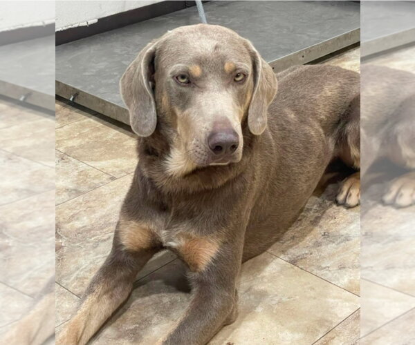 Medium Photo #4 Unknown-Weimaraner Mix Puppy For Sale in Lakewood, CO, USA