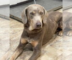 Small #3 Weimaraner Mix