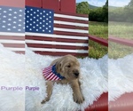 Small Photo #1 Golden Retriever Puppy For Sale in PATRICK SPGS, VA, USA