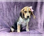 Small Photo #6 Beagle Puppy For Sale in LAKELAND, FL, USA