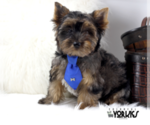 Small Yorkshire Terrier