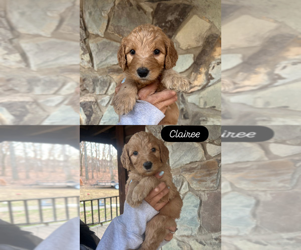 Medium Photo #1 Goldendoodle Puppy For Sale in SEAGROVE, NC, USA
