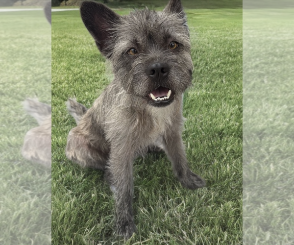 Medium Photo #3 Cairn Terrier-Unknown Mix Puppy For Sale in Newport Beach, CA, USA