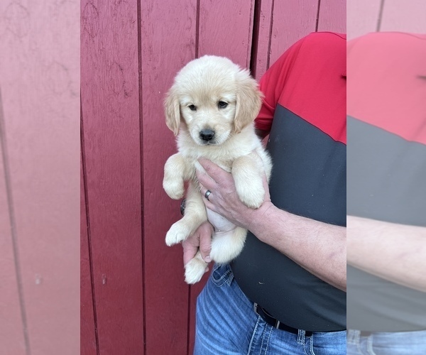 Medium Photo #4 Golden Retriever Puppy For Sale in SCIO, OR, USA