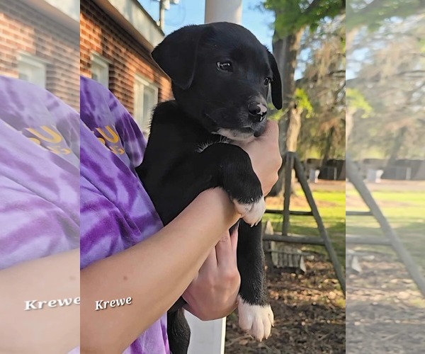 Medium Photo #4 Catahoula Leopard Dog-Labrador Retriever Mix Puppy For Sale in Oakhurst, NJ, USA