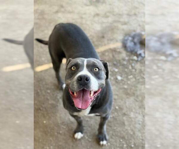 Medium Photo #2 American Pit Bull Terrier Puppy For Sale in Riverside, CA, USA