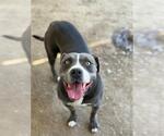 Small #1 American Pit Bull Terrier