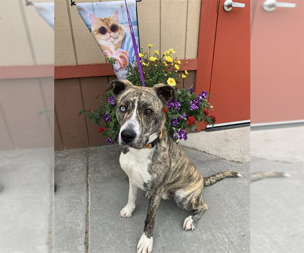Medium Photo #2 Catahoula Leopard Dog-Siberian Husky Mix Puppy For Sale in Fairbanks, AK, USA