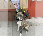 Small #1 Catahoula Leopard Dog-Siberian Husky Mix