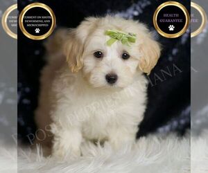 Maltipoo Puppy for sale in WARSAW, IN, USA