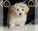 Small Maltipoo