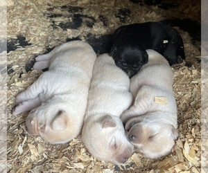 Labrador Retriever Puppy for sale in ALL HEALING SPRINGS, NC, USA
