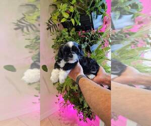 Shih Tzu Puppy for Sale in PHOENIX, Arizona USA