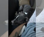 Small #5 American Pit Bull Terrier-American Staffordshire Terrier Mix