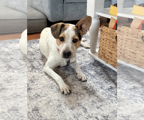 Medium Photo #4 Mutt Puppy For Sale in Rockaway, NJ, USA