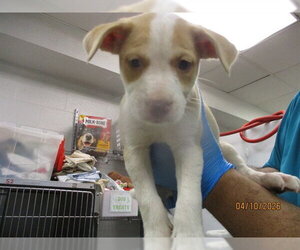 Mutt Dogs for adoption in Oklahoma City, OK, USA