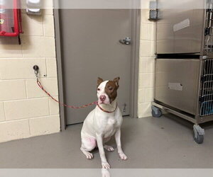 American Pit Bull Terrier-Unknown Mix Dogs for adoption in Sanford, FL, USA