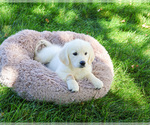 Small #4 Golden Retriever