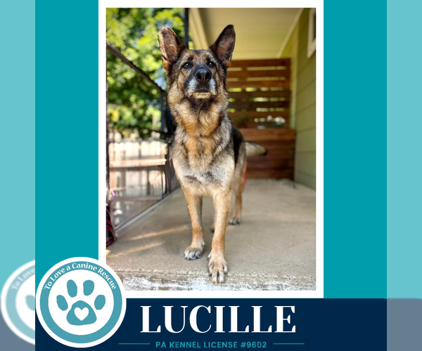 Medium Photo #2 German Shepherd Dog-Unknown Mix Puppy For Sale in Kimberton, PA, USA