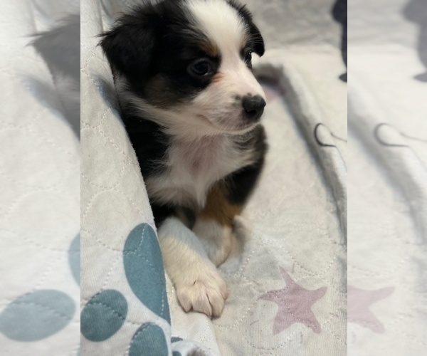 Medium Photo #3 Australian Shepherd Puppy For Sale in WEBSTER, FL, USA