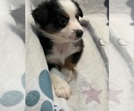 Small #2 Australian Shepherd