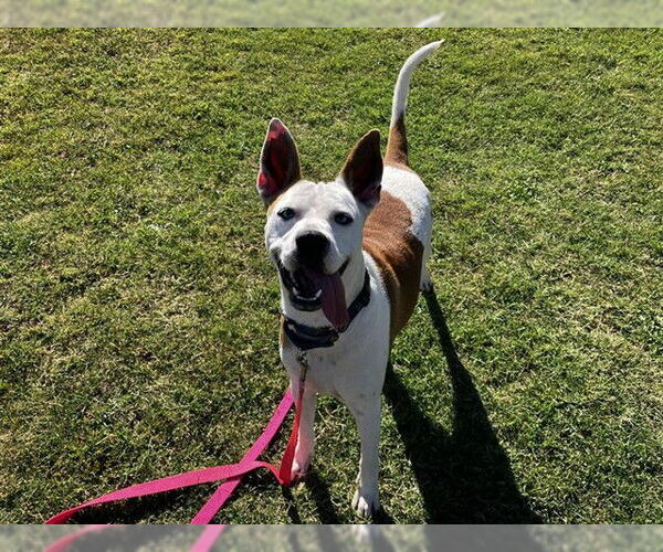 Medium Photo #3 Siberian Husky-Unknown Mix Puppy For Sale in Corpus Christi, TX, USA