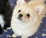 Small Photo #2 Pomeranian Puppy For Sale in COLUMBIA, MO, USA