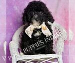 Puppy Leonard Poodle (Miniature)