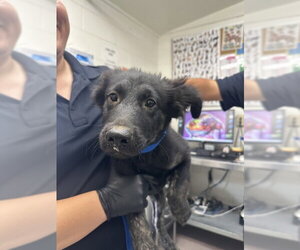 Mutt Dogs for adoption in San Bernardino, CA, USA