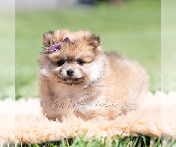 Medium Photo #60 Pomeranian Puppy For Sale in WARSAW, IN, USA