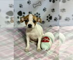 Small #3 Jack Russell Terrier Mix