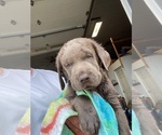 Small #5 Labrador Retriever
