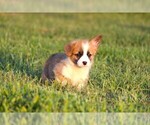 Small #4 Pembroke Welsh Corgi