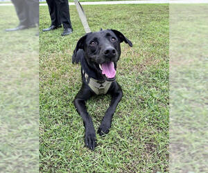 Labrador Retriever-Unknown Mix Dogs for adoption in Oakhurst, NJ, USA