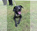 Small Labrador Retriever Mix