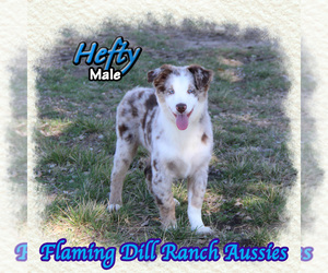 Miniature Australian Shepherd Puppy for sale in FORESTBURG, TX, USA