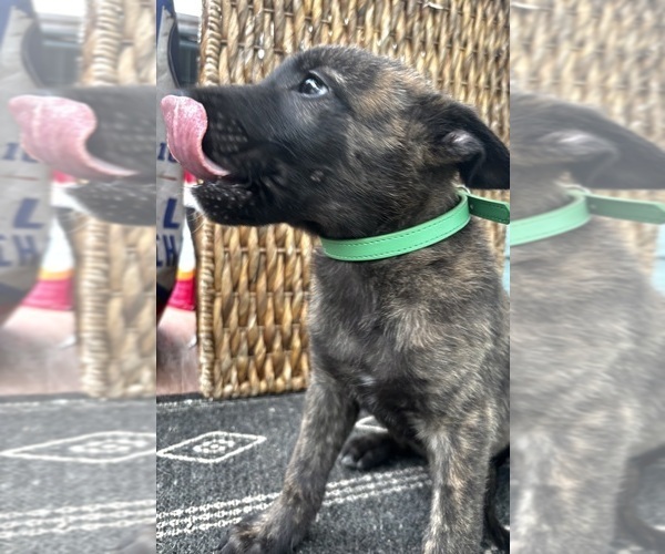 Medium Photo #10 Dutch Shepherd Dog Puppy For Sale in COMMERCE, GA, USA
