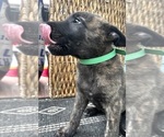 Small #9 Dutch Shepherd Dog