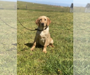 Labrador Retriever Puppy for sale in GERBER, CA, USA