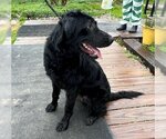 Small Photo #7 Schnauzer (Giant)-Unknown Mix Puppy For Sale in Wakefield, RI, USA