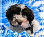 Small #4 Havanese