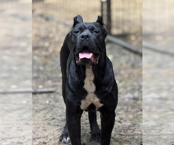 Medium Photo #1 Cane Corso Puppy For Sale in BEAVERDAM, VA, USA