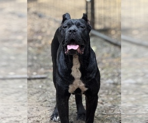 Mother of the Cane Corso puppies born on 04/11/2026