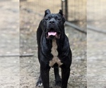 Small Photo #1 Cane Corso Puppy For Sale in BEAVERDAM, VA, USA